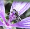 260350 – Photo : Bernard Ginesy – France (13)